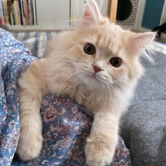 少々大きく育った子猫( スコティッシュフォールド、オス)