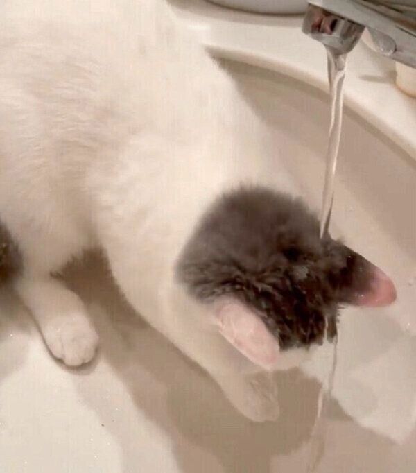 水に興味津々なカツヲくん