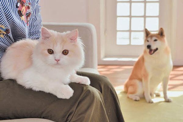 犬と猫