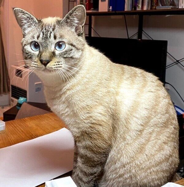 生後6～7カ月ごろのモネさん