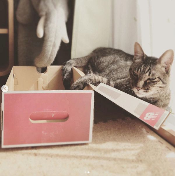 くつろぐ猫