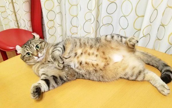 ちっぷちゃん