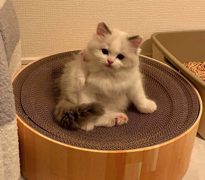 お迎え当時のベルくん