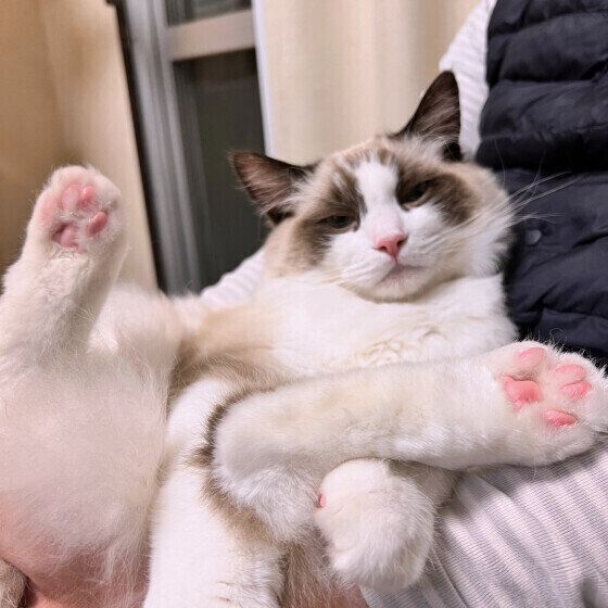 ラグドールの碧くん