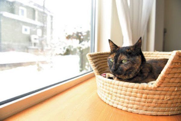 猫のひなたぼっこ