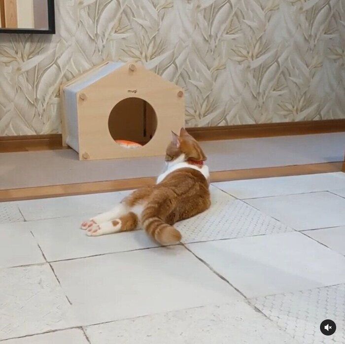 体をくねらせて横座りする猫(マンチカン、メス)