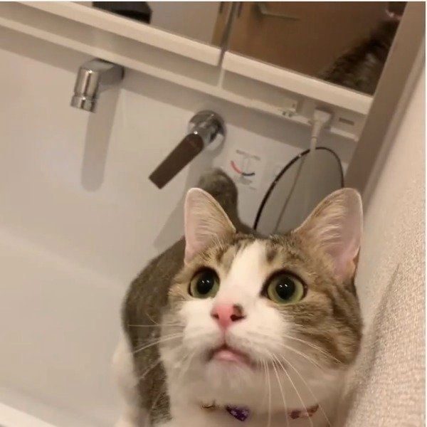ヘアゴムが大好きな猫