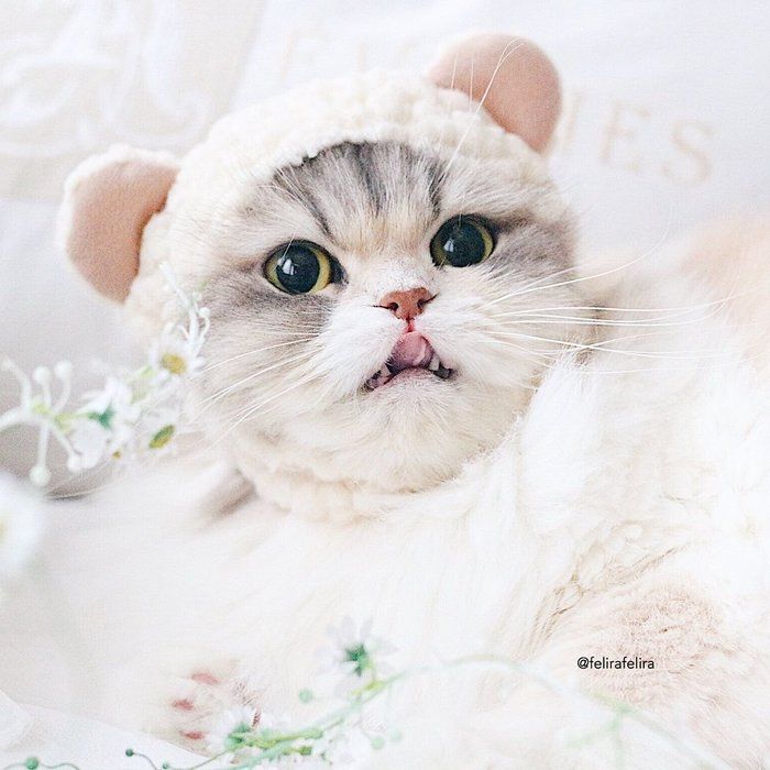 ふわふわ真っ白のくまさんですよ~♡