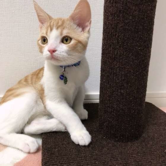 ポーズを決めるスコティッシュフォールド