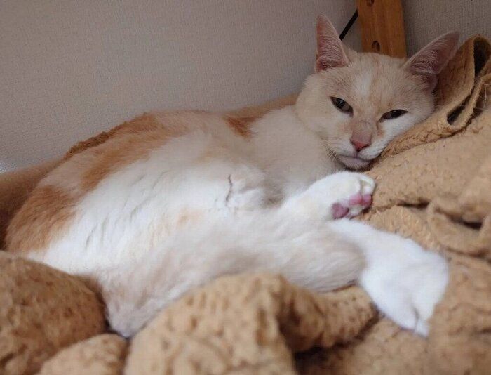 毛布の上でくつろぐ猫