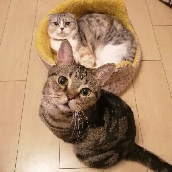 見つめる猫