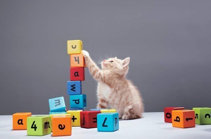 手を伸ばす子猫