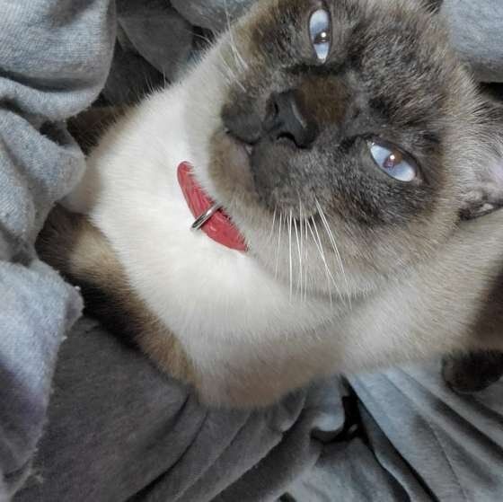 かわいいシャム