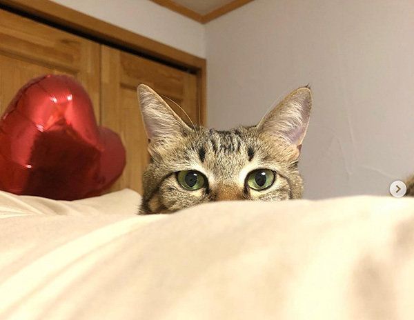 見つめる猫