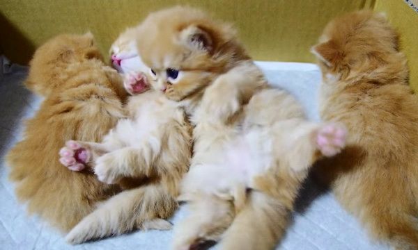 起き上がれない子猫