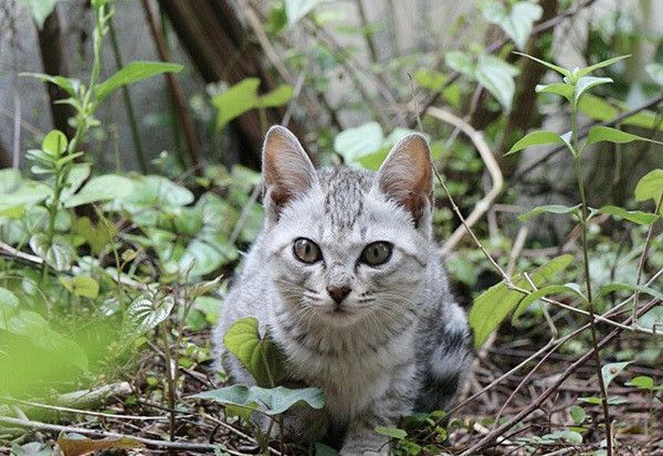 見つめる子猫