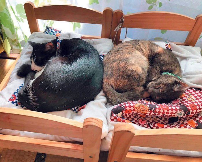 画像/2019年10月号『猫との暮らし向上委員会』