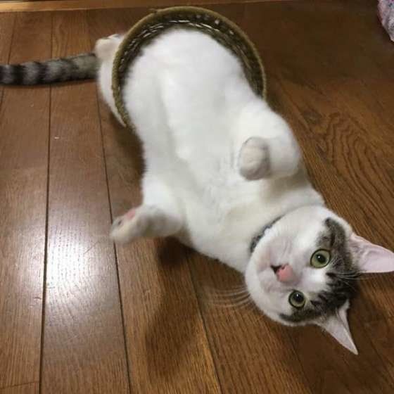 イタズラするMIX猫
