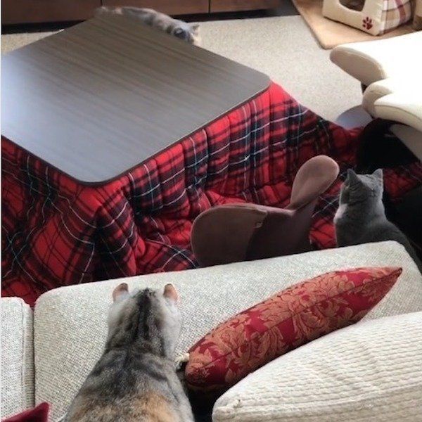 家の中で走り回る猫
