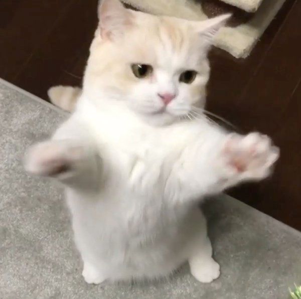 猫じゃらしで遊ぶマンチカン