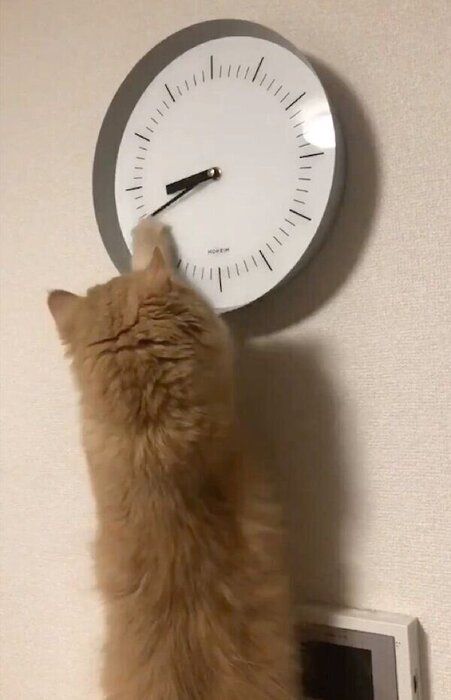 長針を動かすちゃまちゃん