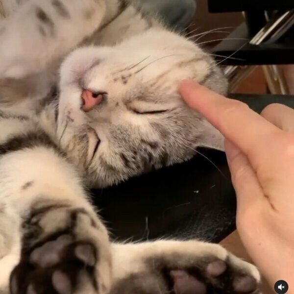 可愛い寝顔のシルバくん