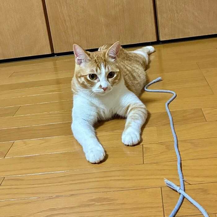 紐を持ってきて遊びに誘うのんちゃん