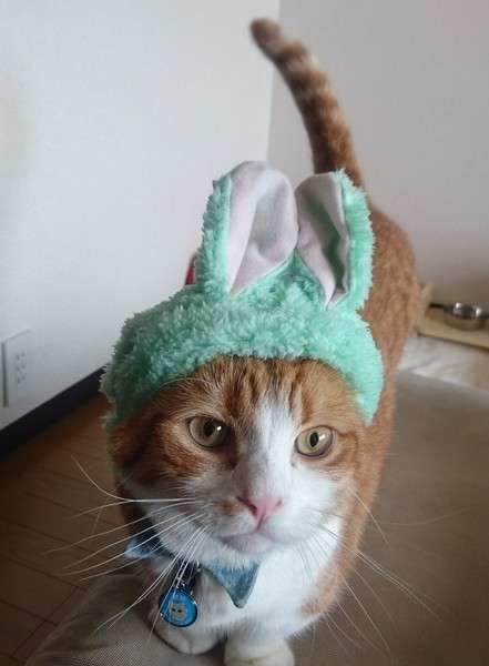 うさぎのかぶりものをした琥珀くん
