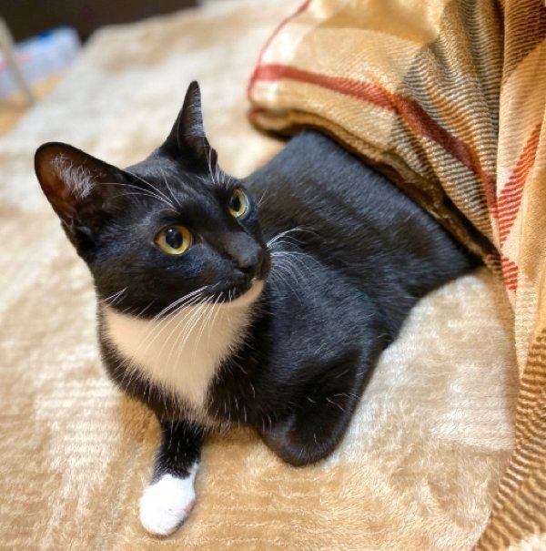 コタツに入るくろすけちゃん