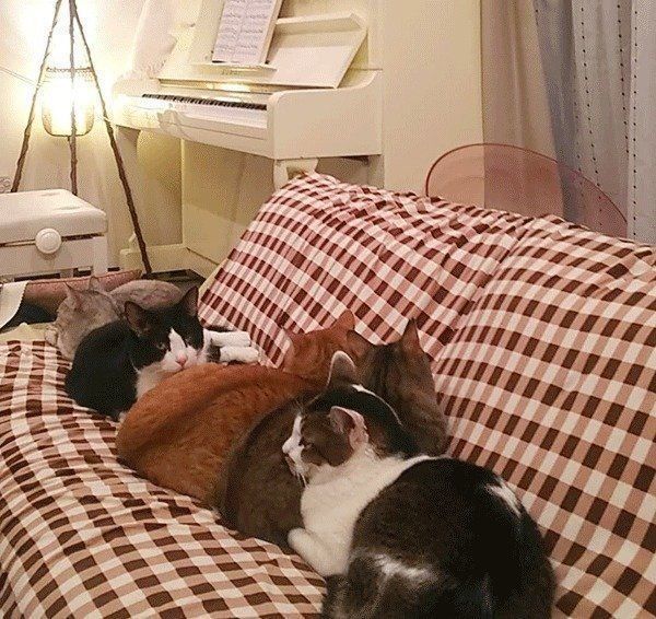 猫団子