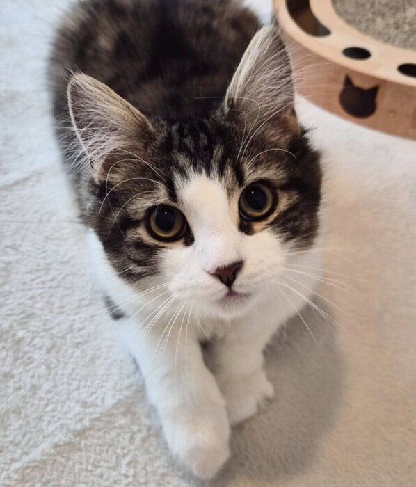 「はやくおもちゃ投げて！」とアピールするノエルくん