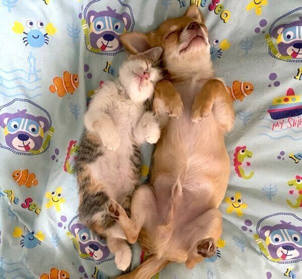ヘソ天するものこちゃんとぶーちゃん