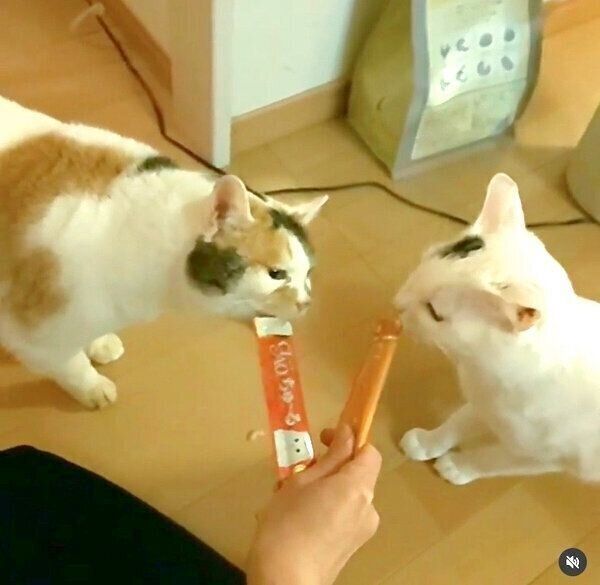 ちゅ〜るを食べるはなちゃんと先住猫・ゆめちゃん
