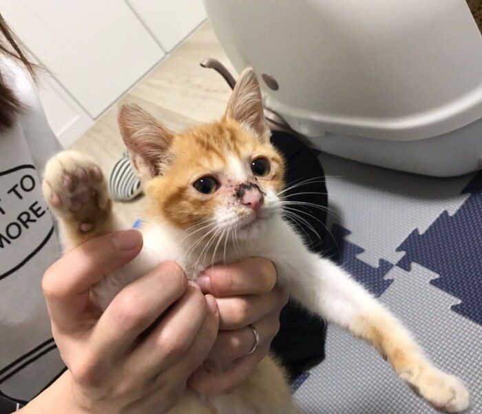 家族に迎えたばかりのころの卍丸くん。
