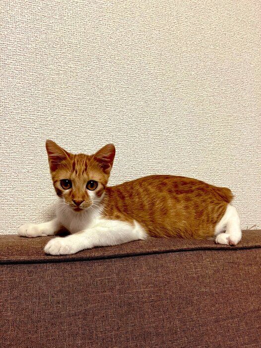 飼い主を見る子猫