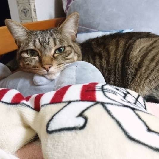くつろぐ猫