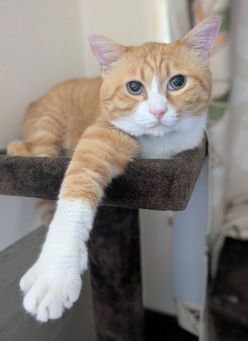 前足を伸ばしている猫