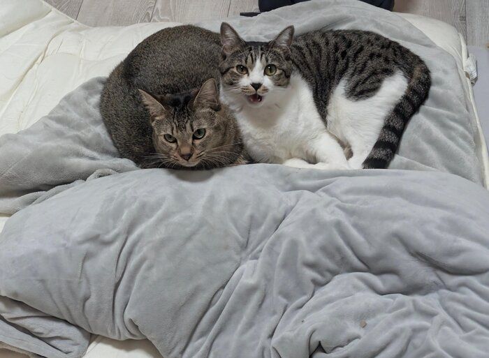 飼い主を見つめる2匹の猫