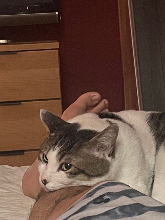 飼い主の夫の足に顎を乗せている猫