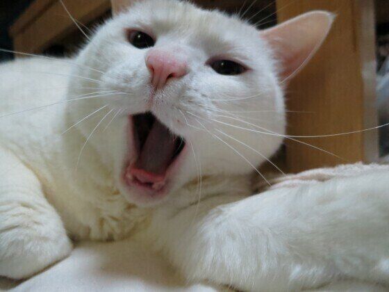 口を開ける猫