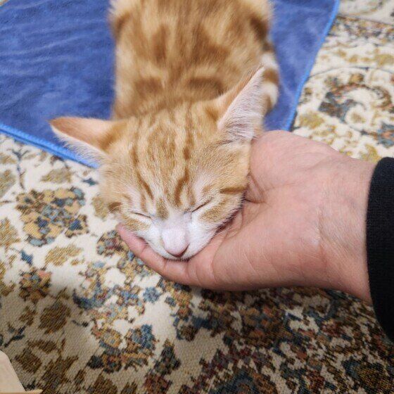 あごのせするマンチカン