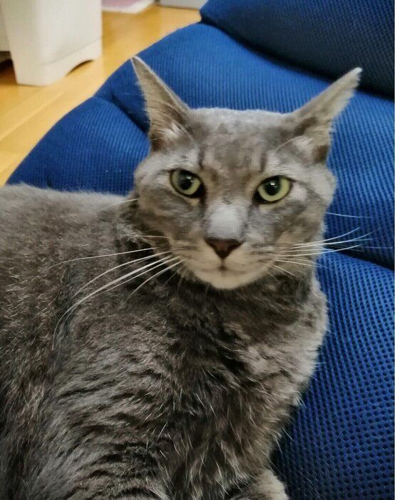 撮影/ねこのきもち読者