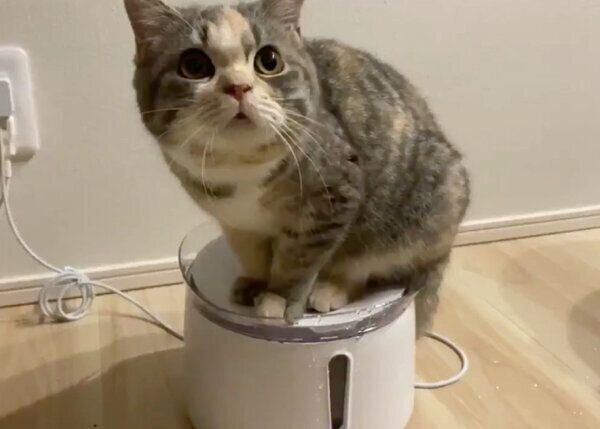 給水器の上に乗るふうこちゃん
