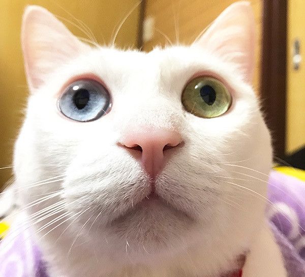 見つめる白猫