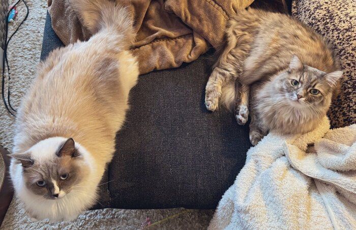 仲良くまったりする2匹