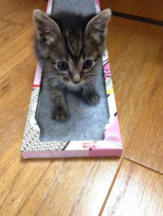 爪を研ぐ渚ちゃん