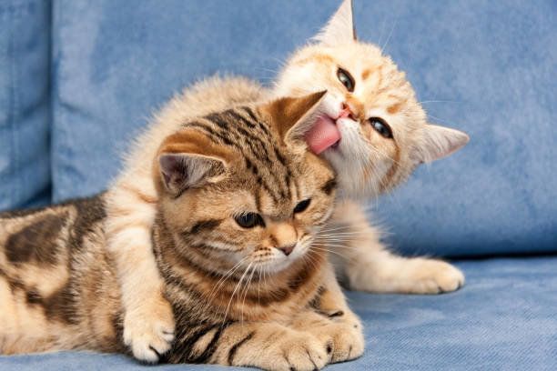 英国ゴールデンの子猫は彼のガール フレンドの猫愛と抱擁します。