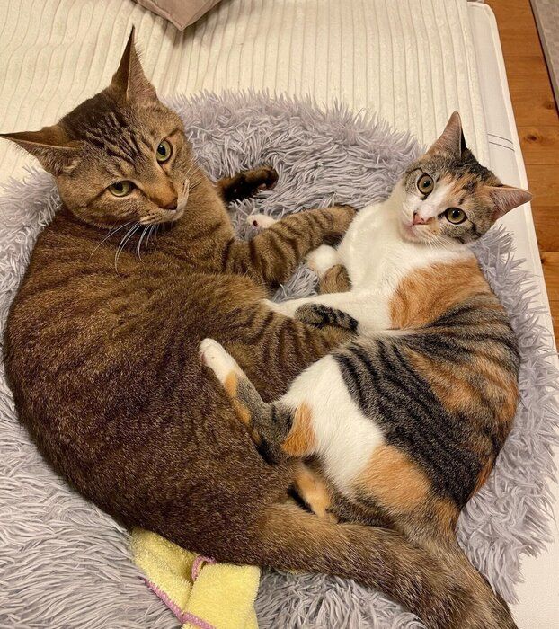 寄り添ってくつろぐリリくん、ちるちゃん。