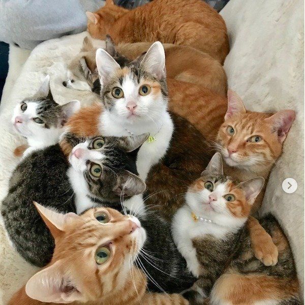 猫団子
