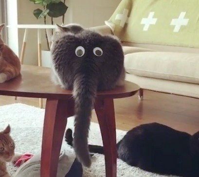 マンモスねこ